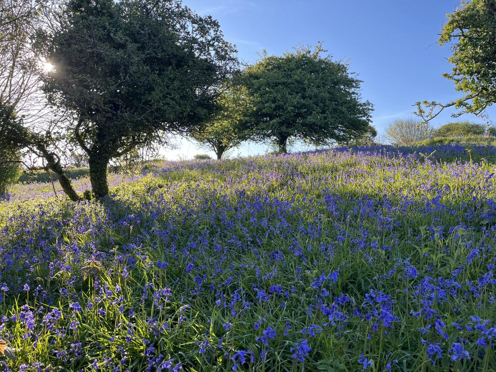 North Devon bluebells in Spring
